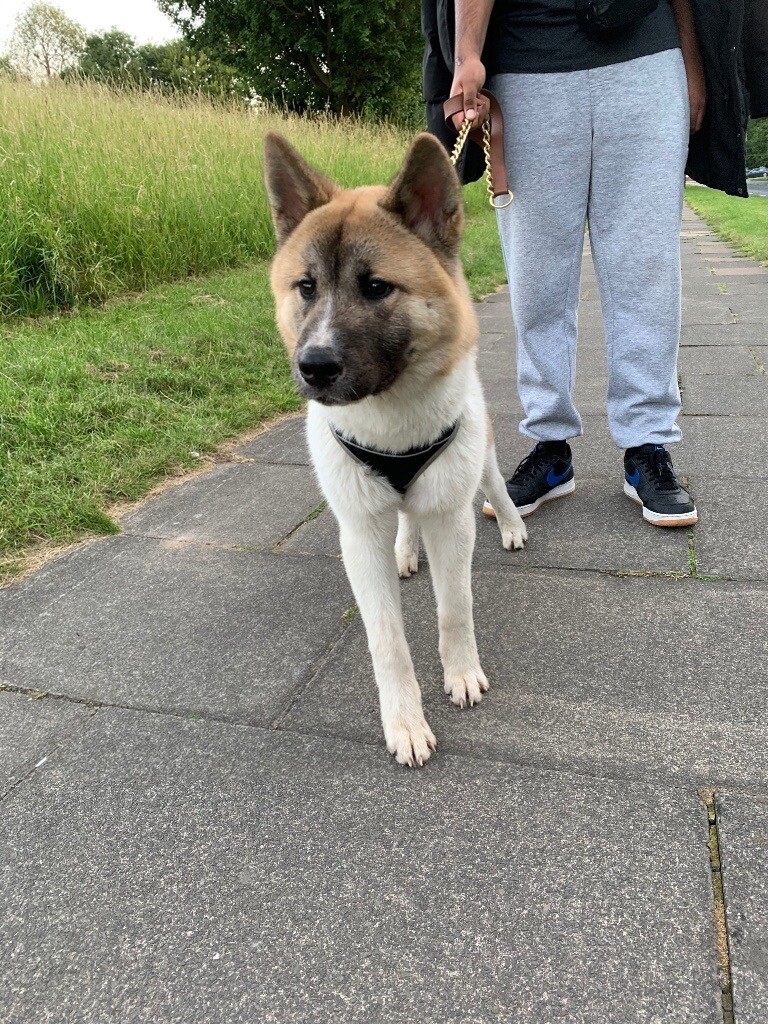 akita cross chihuahua